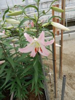 [5230 MarcoPolo VZ Select No01.JPG]